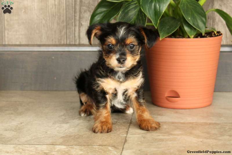 5 lovely Yorkshire terrier puppies