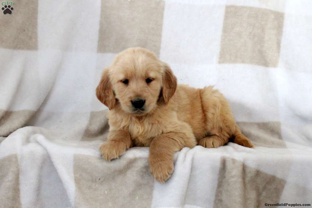  kc reg golden retriever puppies for sale
