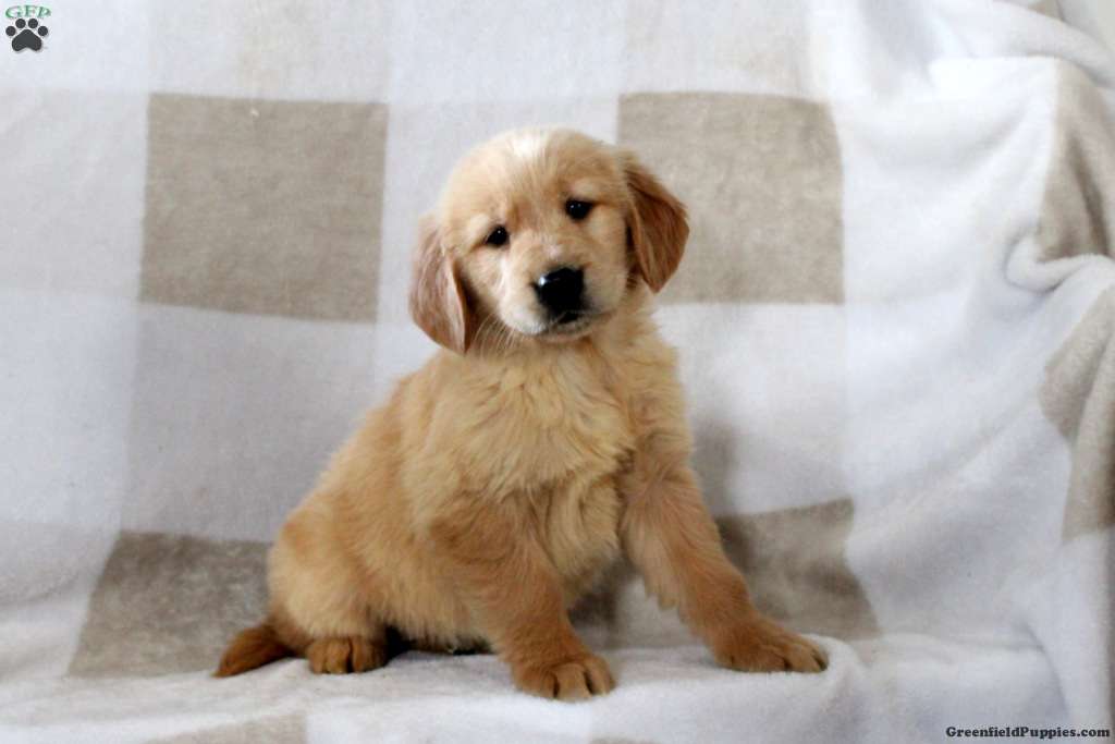  kc reg golden retriever puppies for sale