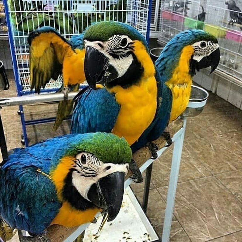 Modré a zlaté papoušky papoušek