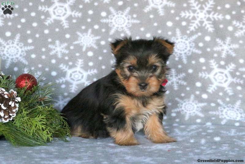 lovely Yorkie puppies