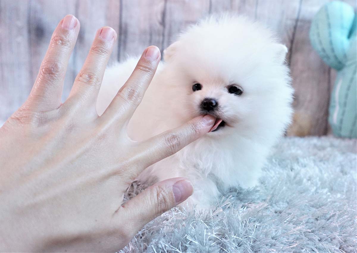 Rozkon tata Pomeranian Na Prodej Pedstavuji vm mj rozkon vrh kvalitnch ttek.