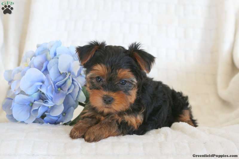 lovely Yorkshire terrier puppies