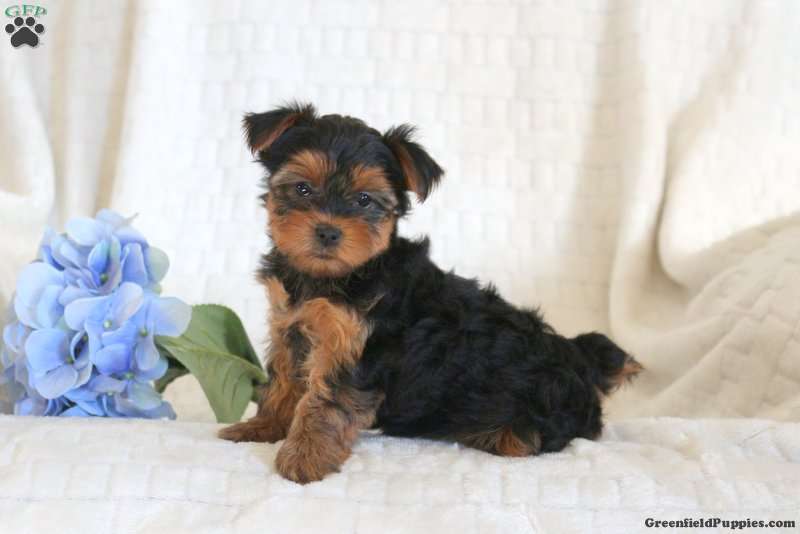 Yorkshire Biewer Terrier pedigree puppies