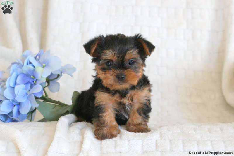  lovely Yorkshire terrier puppies