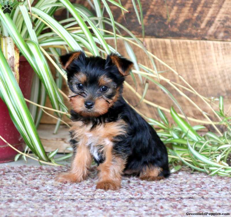 Yorkshire terrier