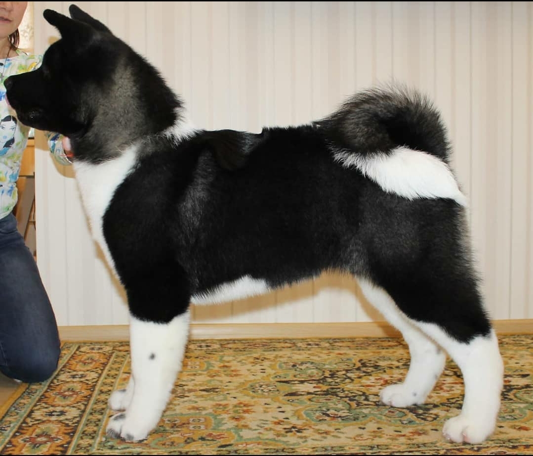 ttka Akita Inu hledaj nov domovy.