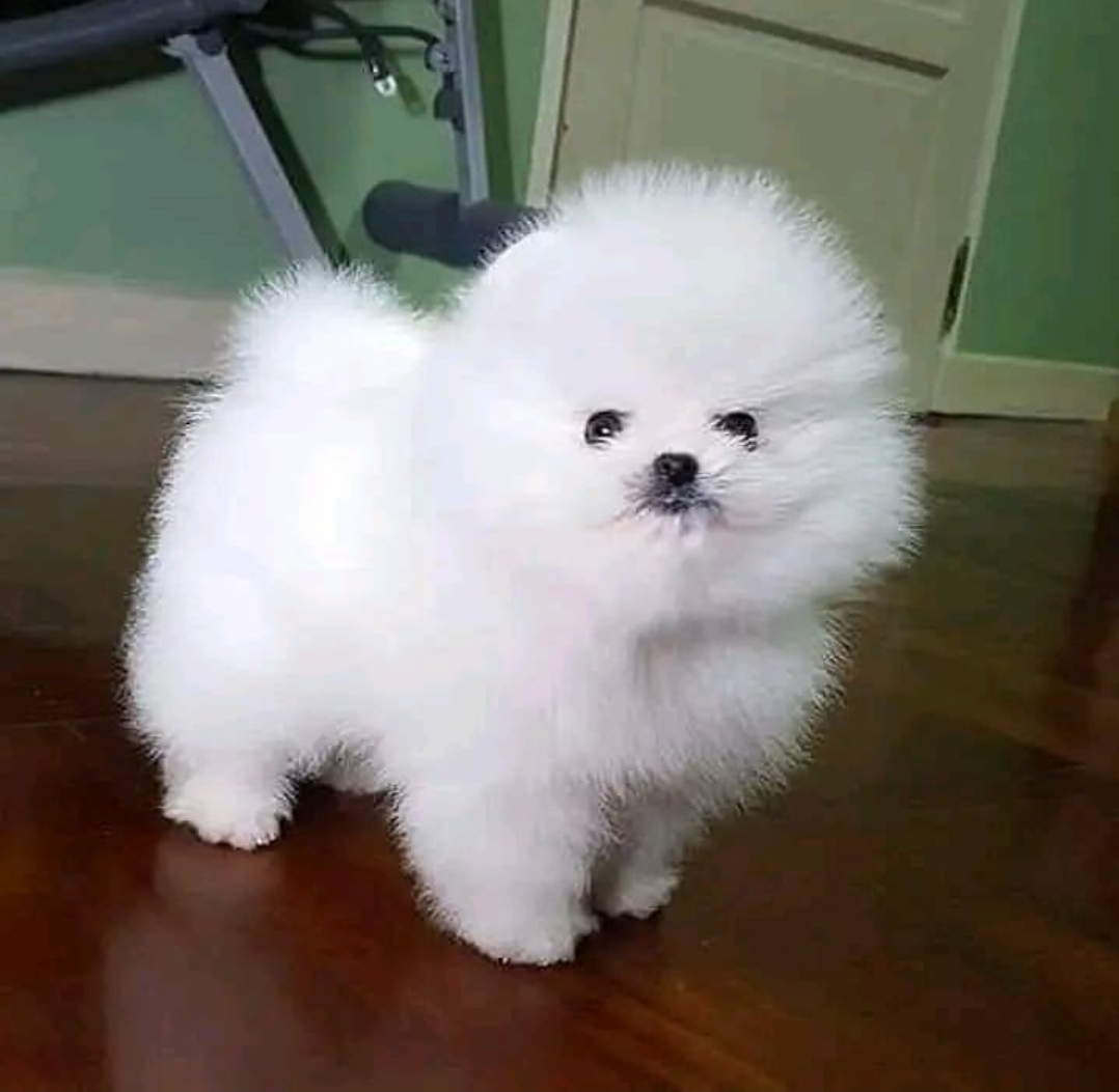 tata pomeranianskho pice kluci a holky hledaj nov domovy