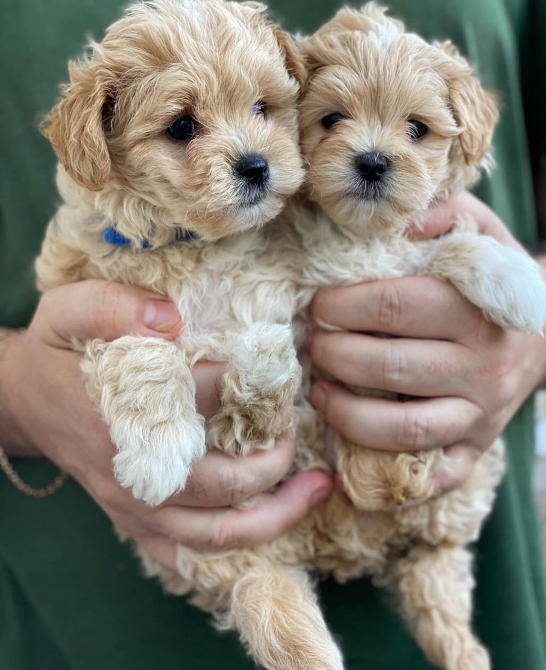 Maltipoo tata