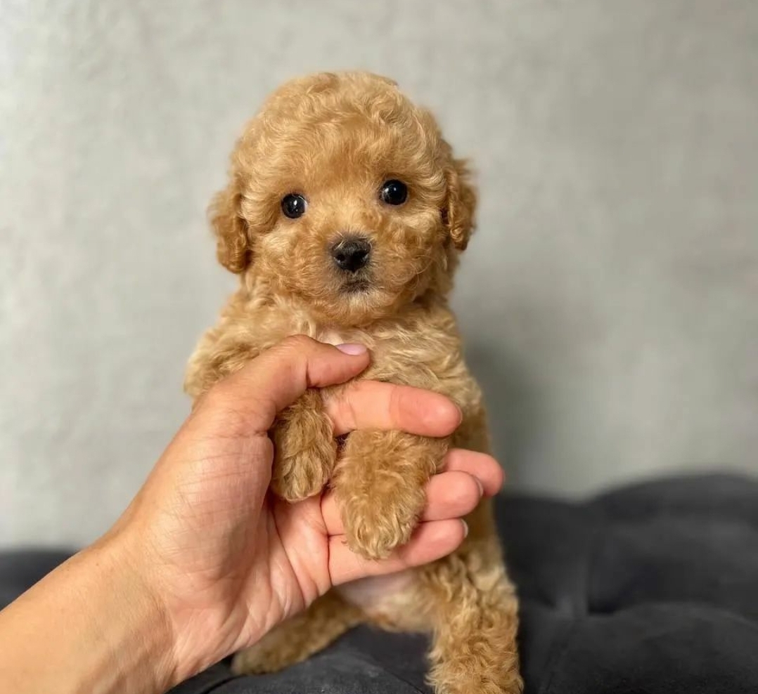 Maltipoo tata
