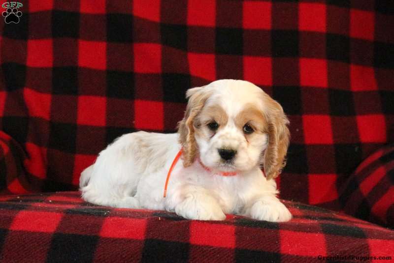 Gorgeous cockapoo puppies