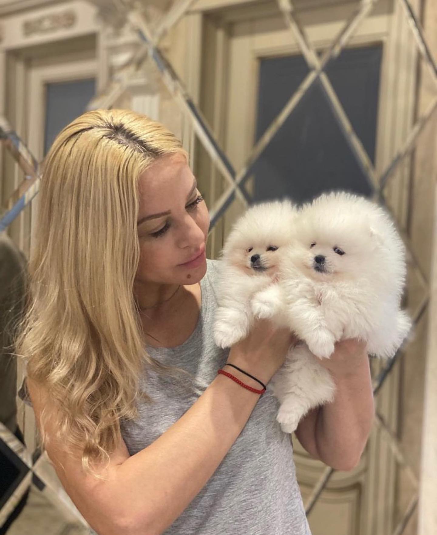 Nab�z�me nov� vrh �t��at pomeranian�.