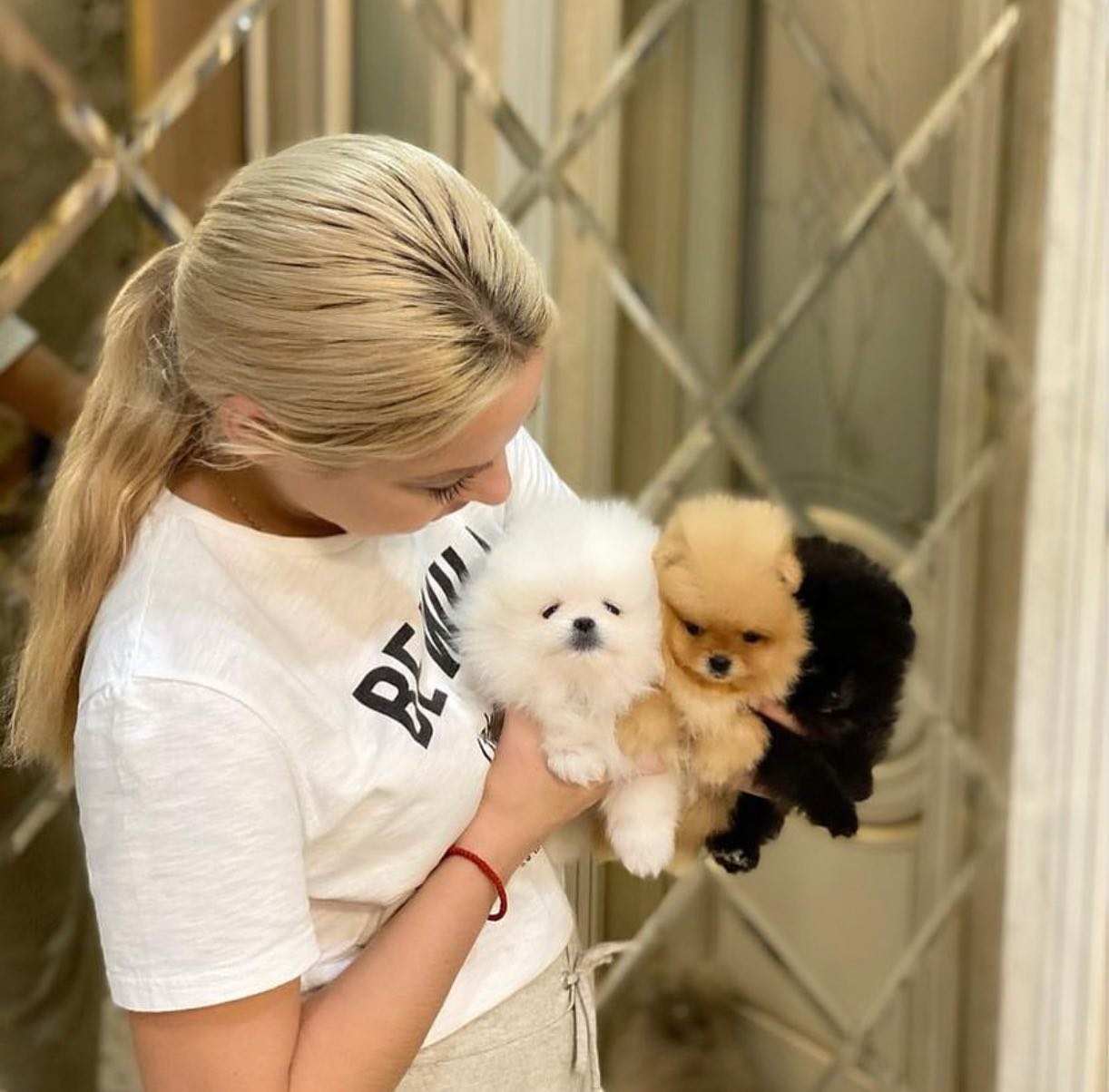 Nab�z�me nov� vrh �t��at pomeranian�.