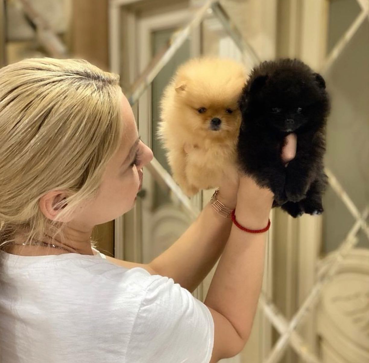 Nab�z�me nov� vrh �t��at pomeranian�.