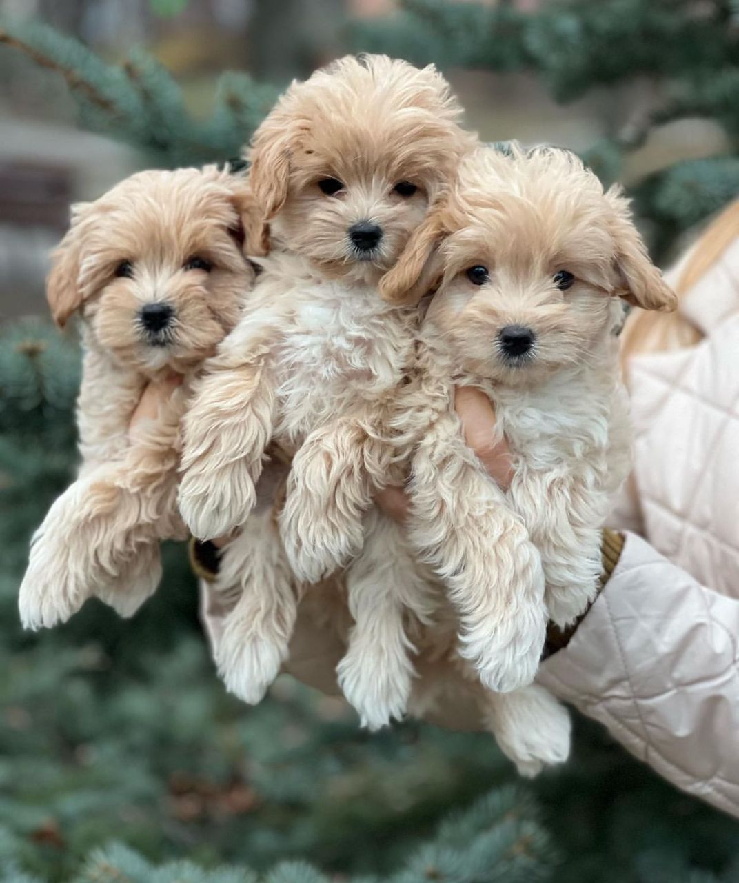 Maltipoo tata