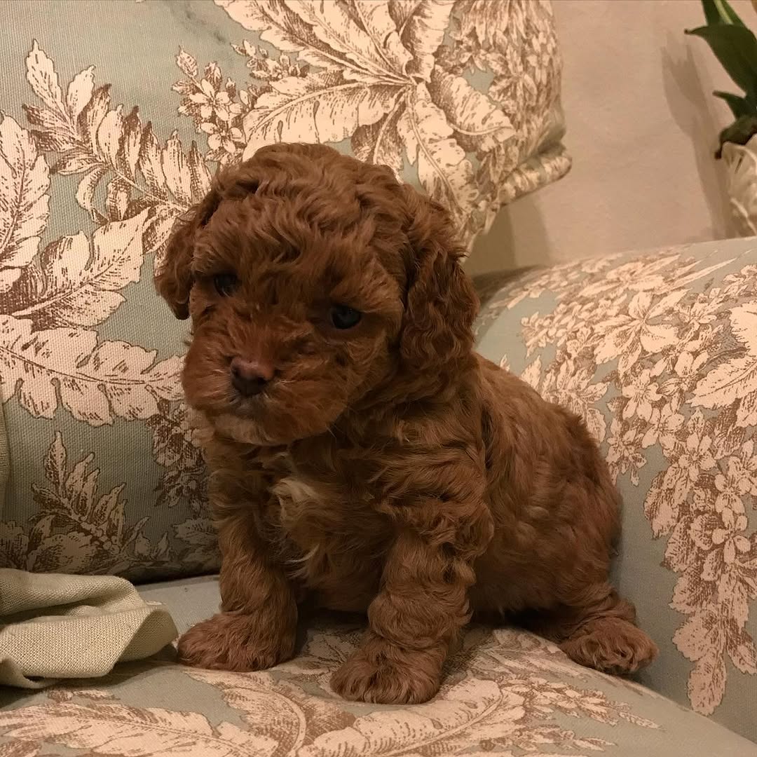 K dispozici kr�sn� �t��ata toy pudla.