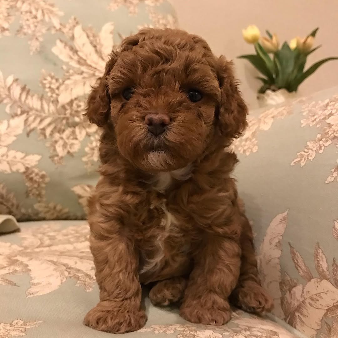 K dispozici kr�sn� �t��ata toy pudla.