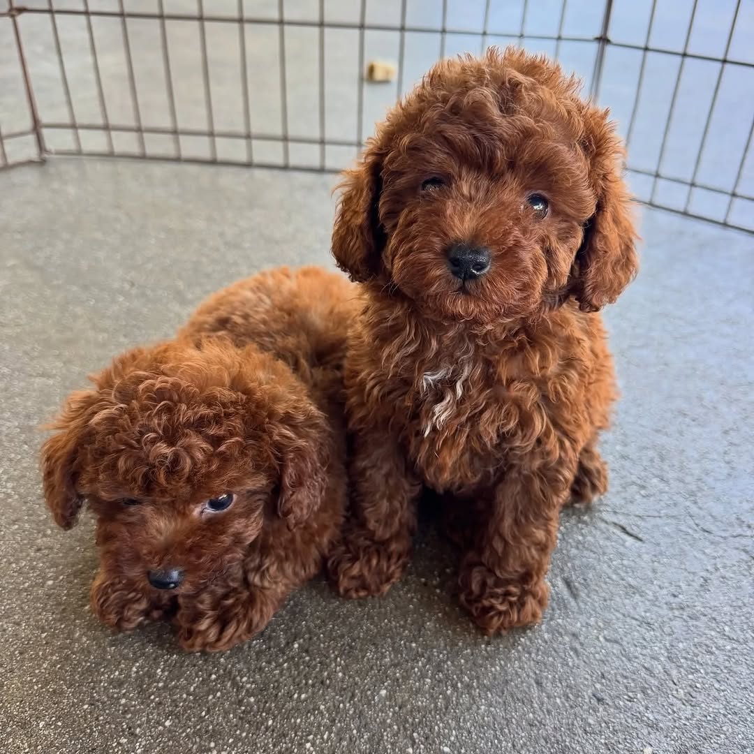 K dispozici kr�sn� �t��ata toy pudla.