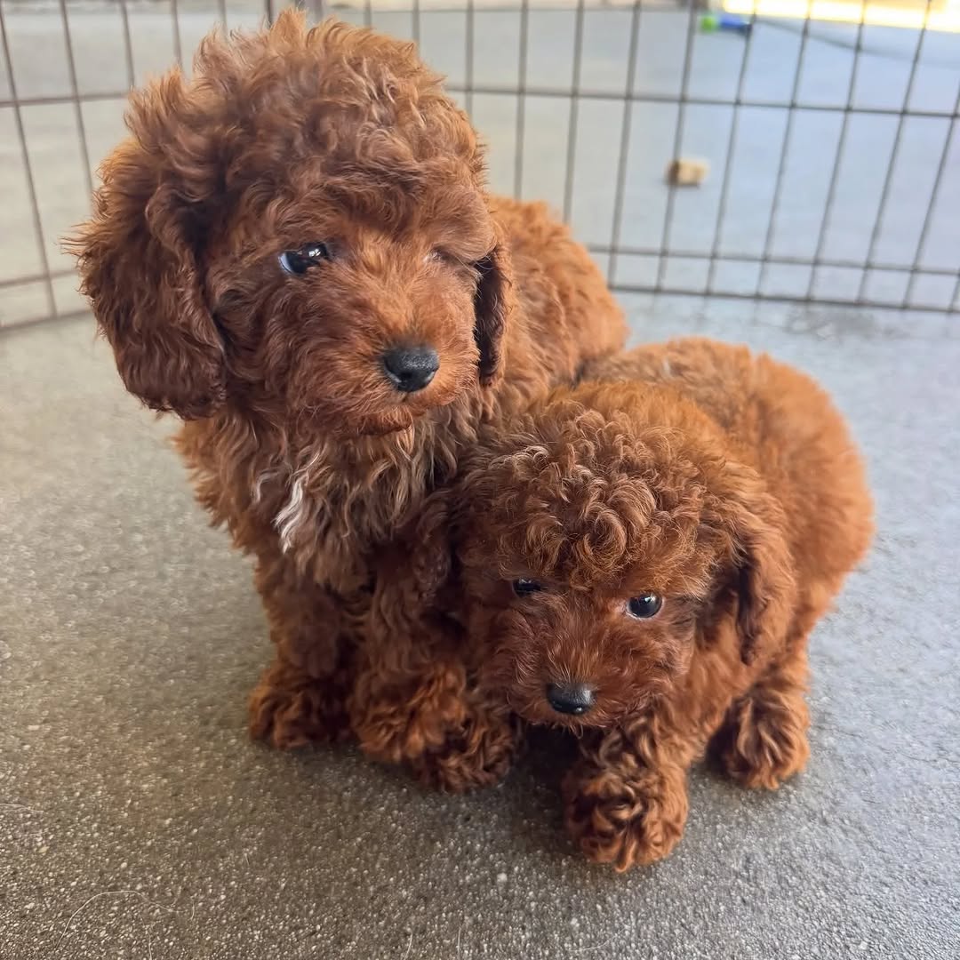 K dispozici kr�sn� �t��ata toy pudla.