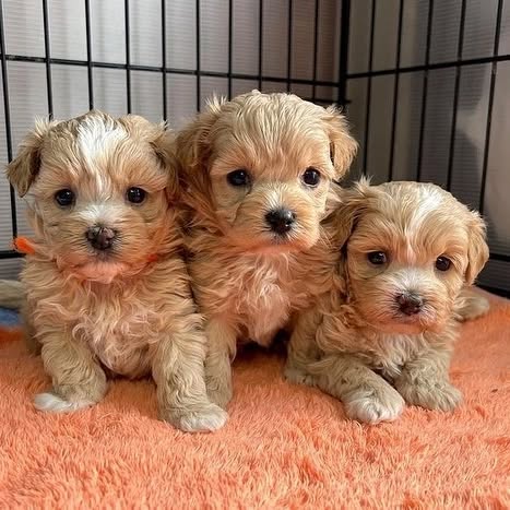 �t��ata maltipoo