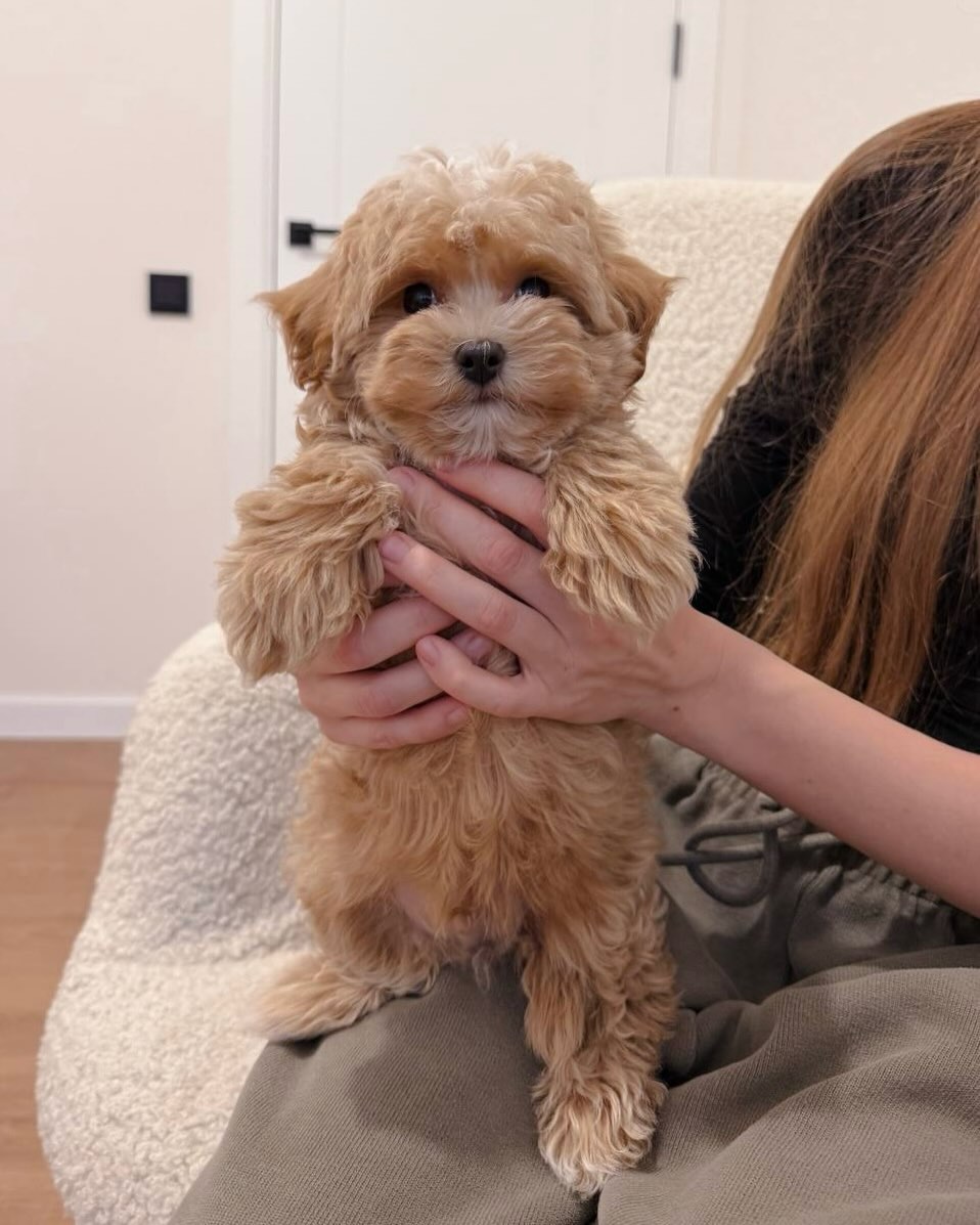 �t��ata maltipoo