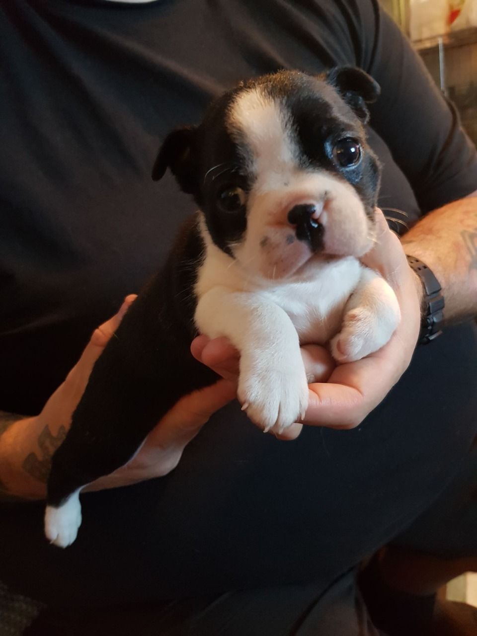 Kvalitn tata Boston Terrier na prodej.