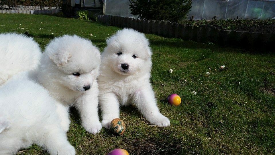 Rodokmen Samoyed Pups