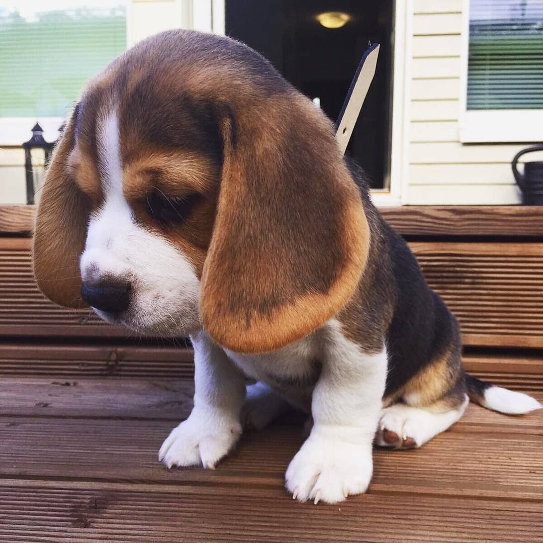 Vynikajc Beagle tata na prodej.