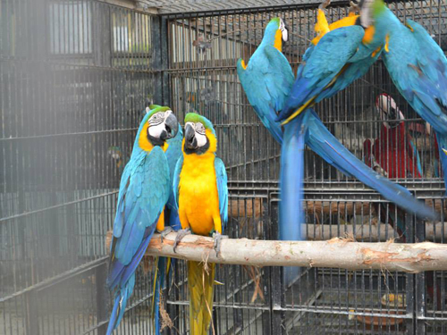 Prodám Ara Ararauna papoušci