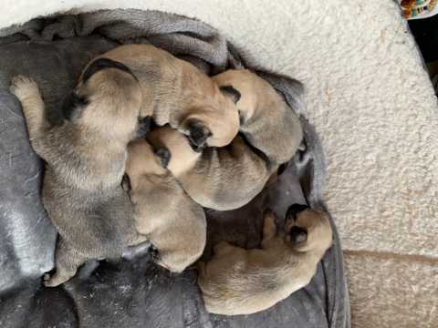 Pug Puppies For Sale,