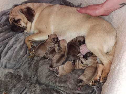 Pug Puppies For Sale,