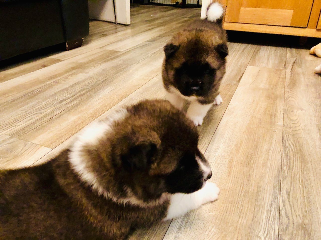 Krsn americk tata Akita