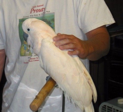 prodat Detnk kakadu papouci  