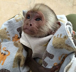 Prodej 9 týdnů starých kapucínských opic..,, 