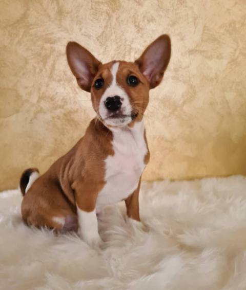 �t��ata basenji