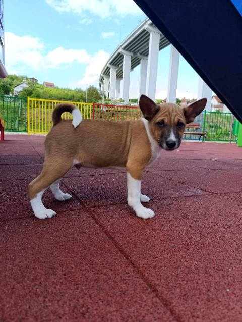 �t��ata basenji