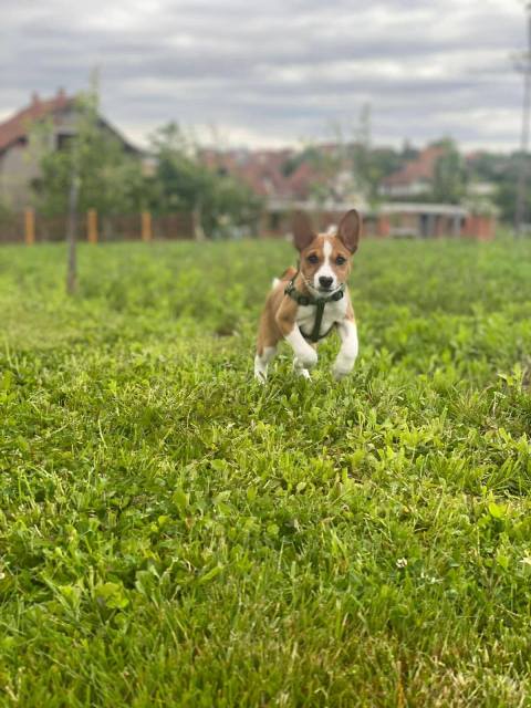 �t��ata basenji