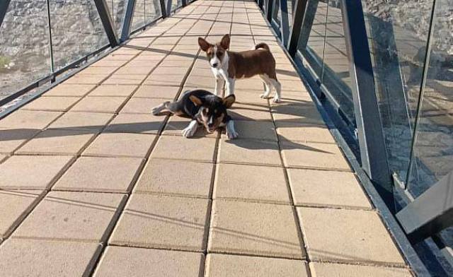 �t��ata basenji