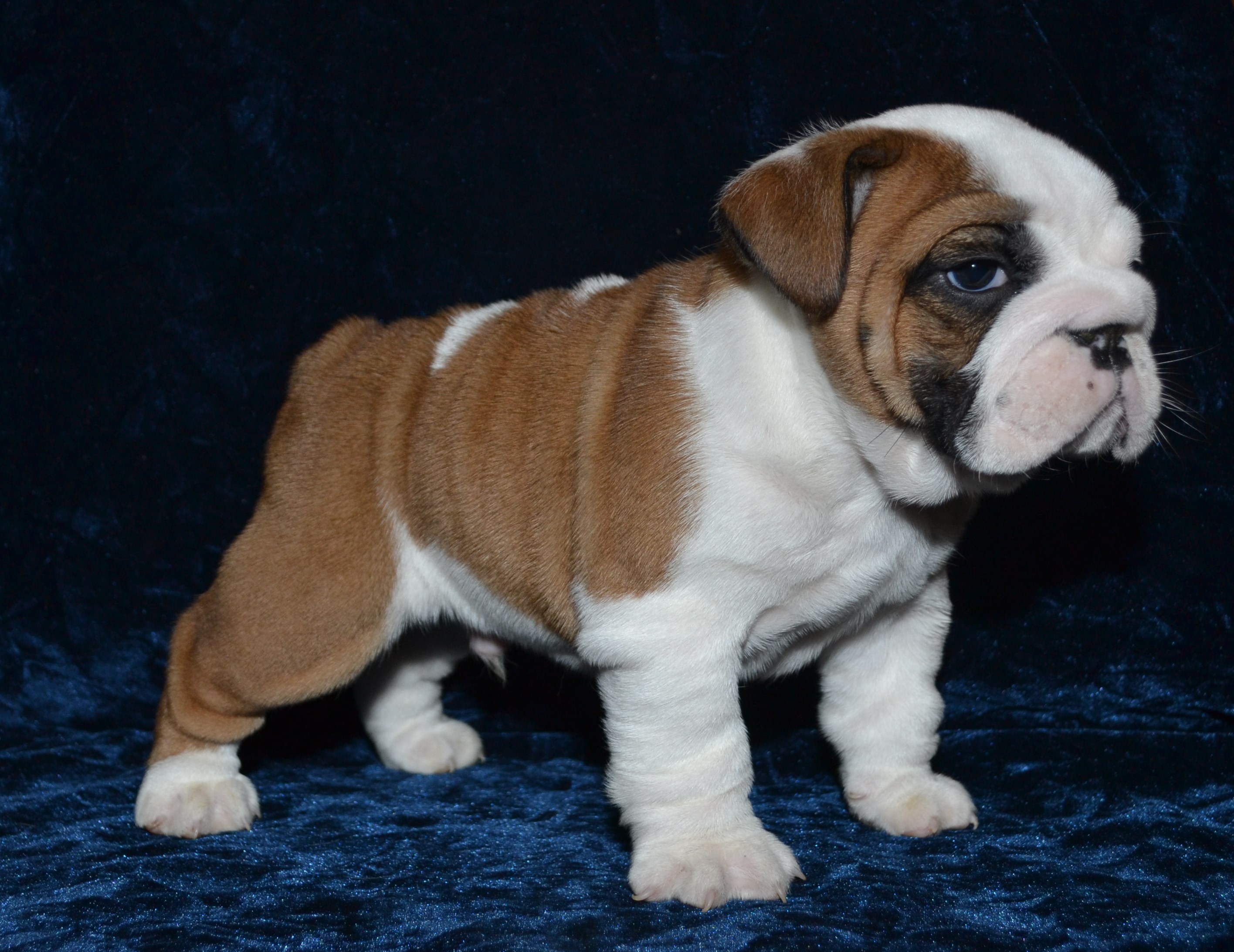 We have English Bulldog puppies that are carefully handraised in our home. There are males and females, and a variety of colors. They come pre-spoiled to you ready to be babied and pampered. Our puppies do come with a health guarantee, and I can provide many references. We take allot of personal time to care for our babies and socialize them with all types of people. Please email for questions for pics. 