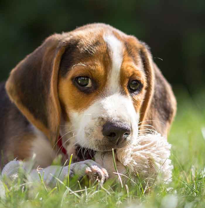 Krásná štěňata Beagle.