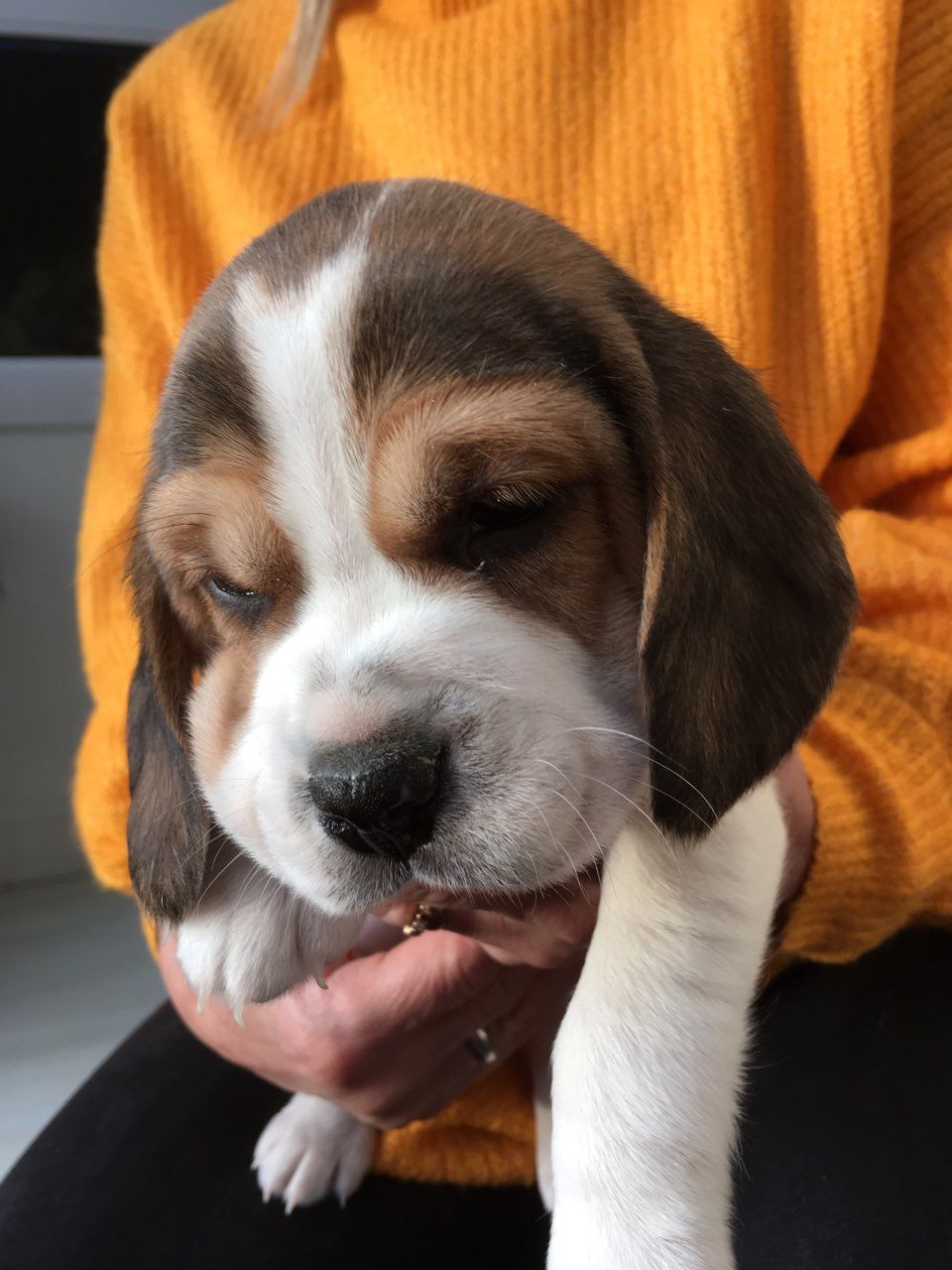 K dispozici Beagle štěňata k adopci Rozkošný pes a fena Beagle