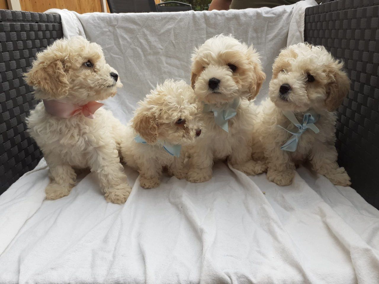 Roztomil teniatka Cavachon s k dispozcii.