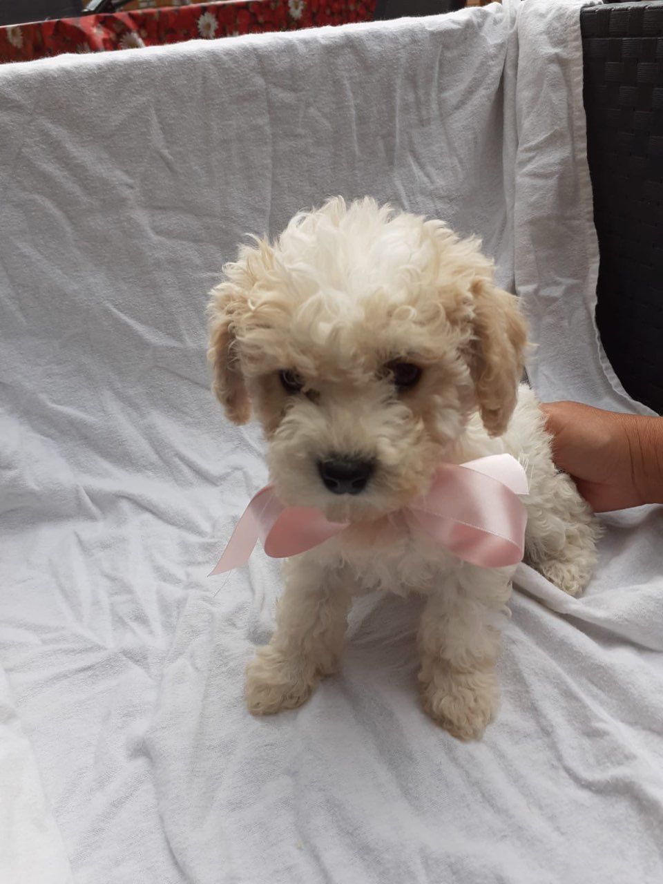Roztomil teniatka Cavachon s k dispozcii.