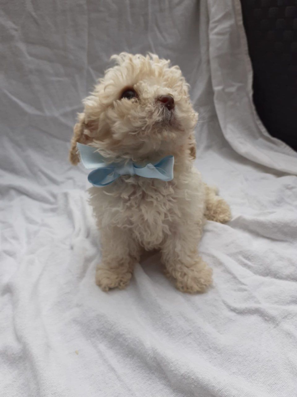 Roztomil teniatka Cavachon s k dispozcii.