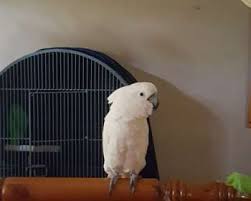Prodám kakadu papoušci 