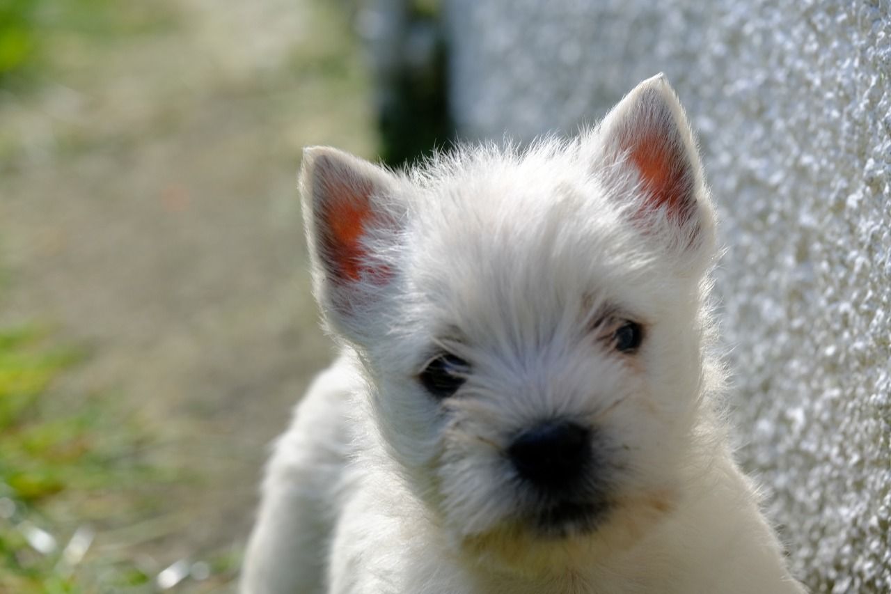 Na prodej asn West Highland White Terrier