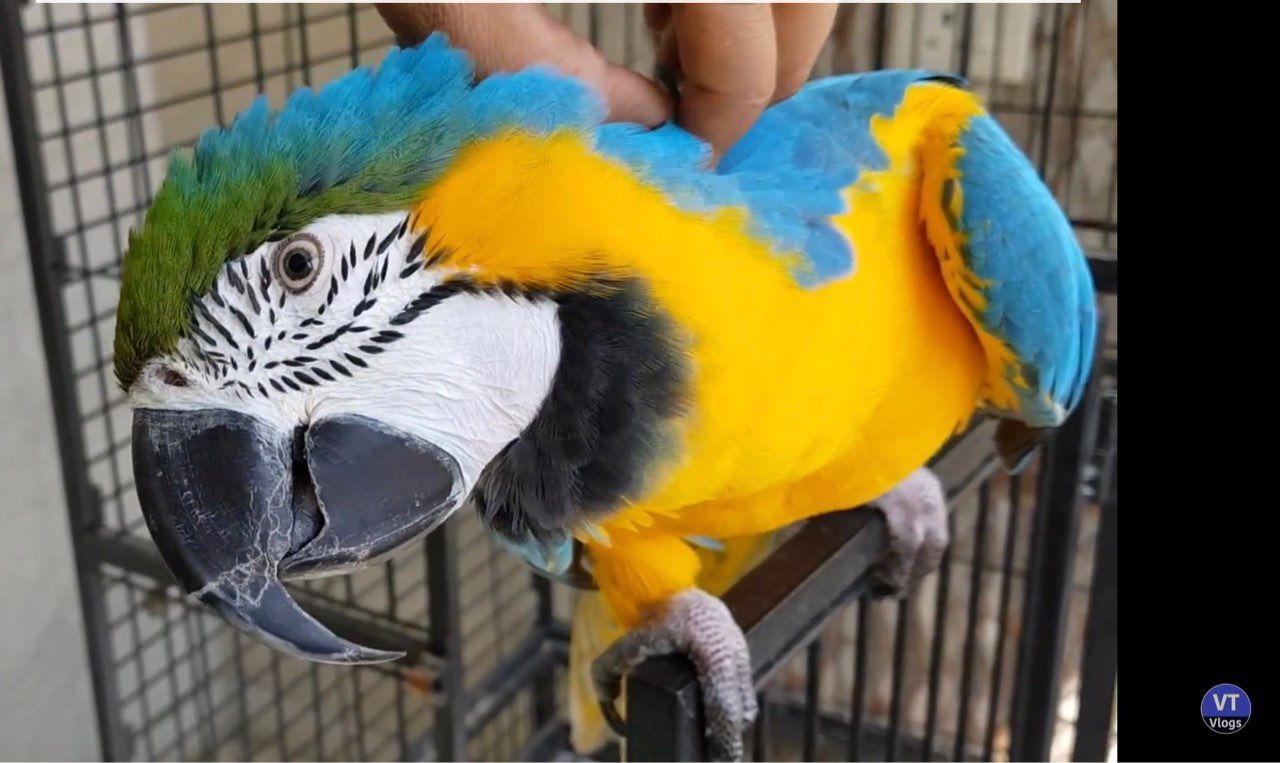 Nádherné krotké mládě modrého a zlatého papouška