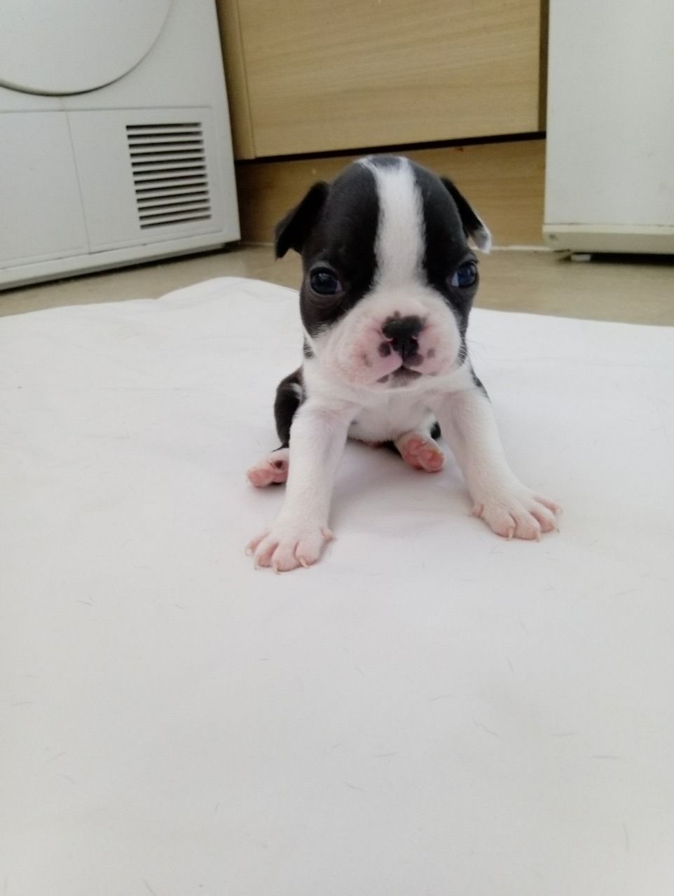 Fantastick teniatka Boston Terrier.