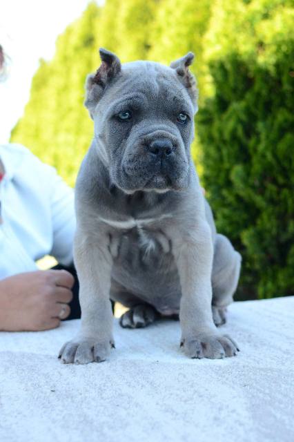 Cane Corso, fena a pes