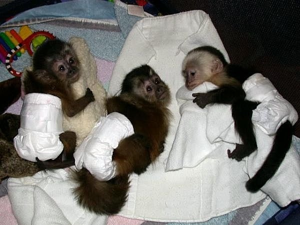 krásné kapucínské opice na prodej